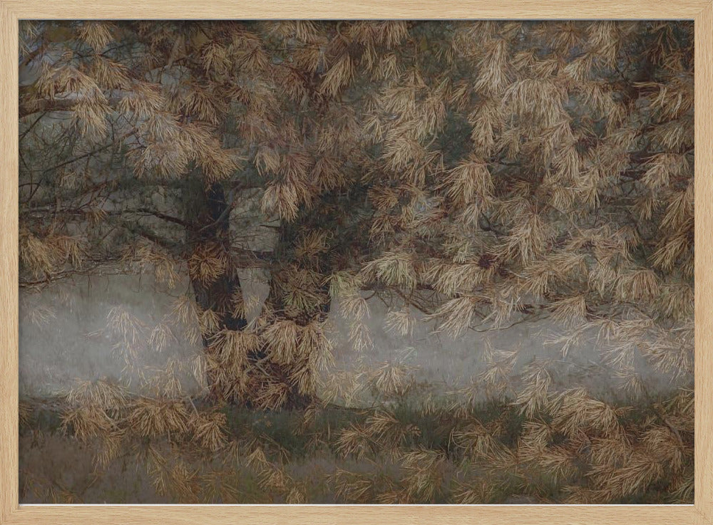 Kiefernbaum | Poster