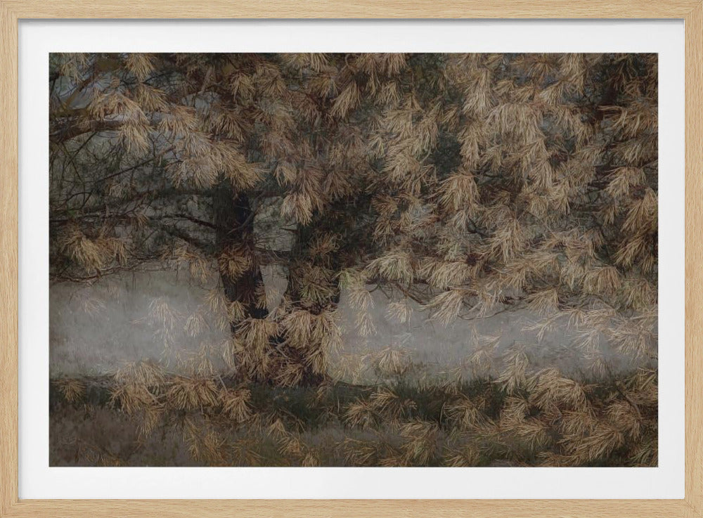 Kiefernbaum | Poster