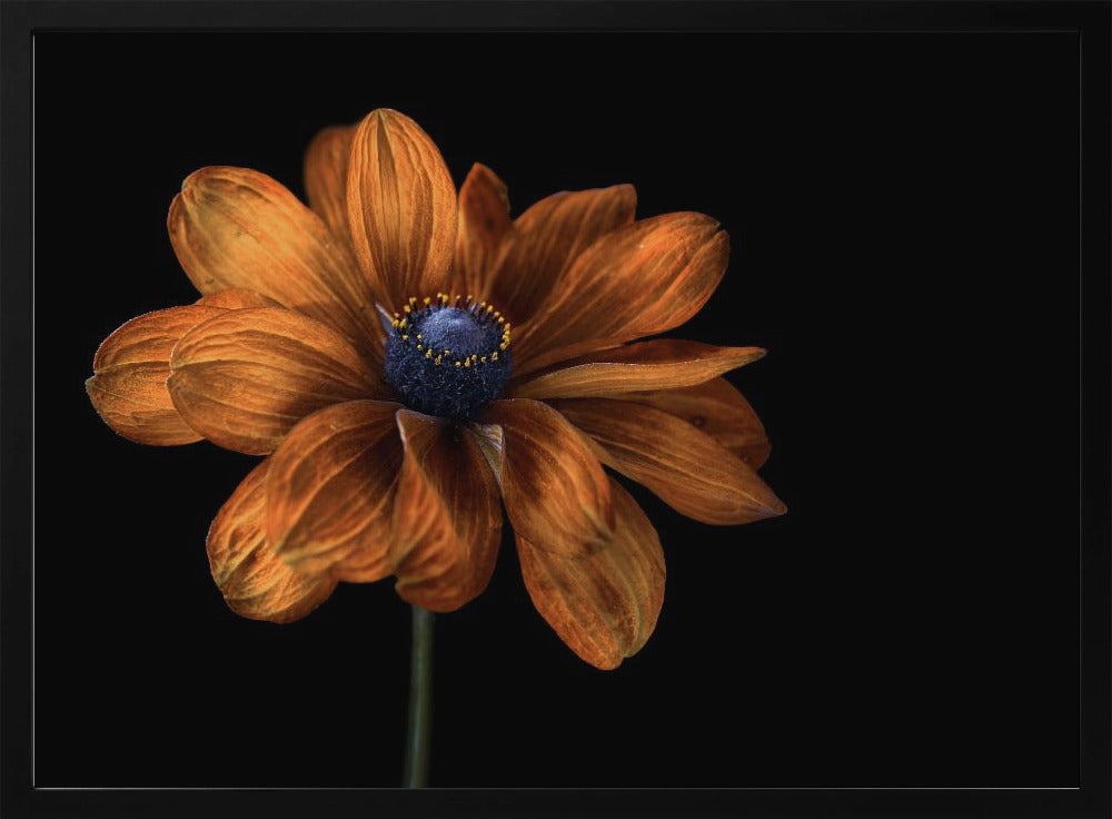 Rudbeckia | Poster