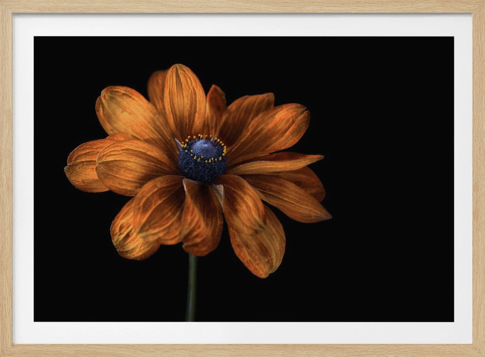Rudbeckia | Poster