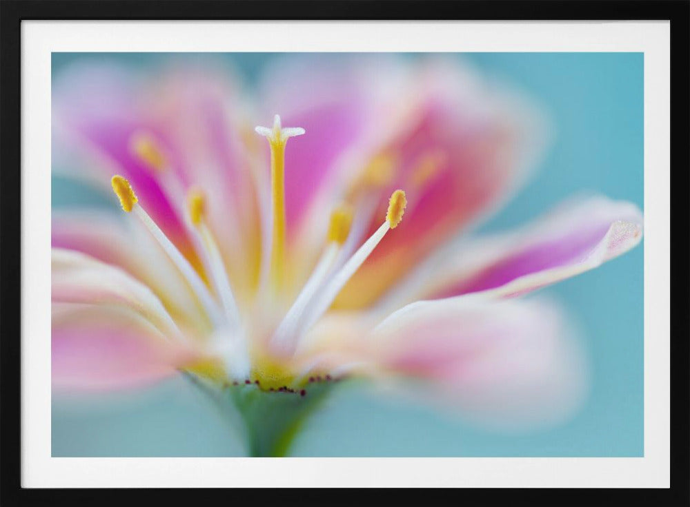 Lewisia | Poster