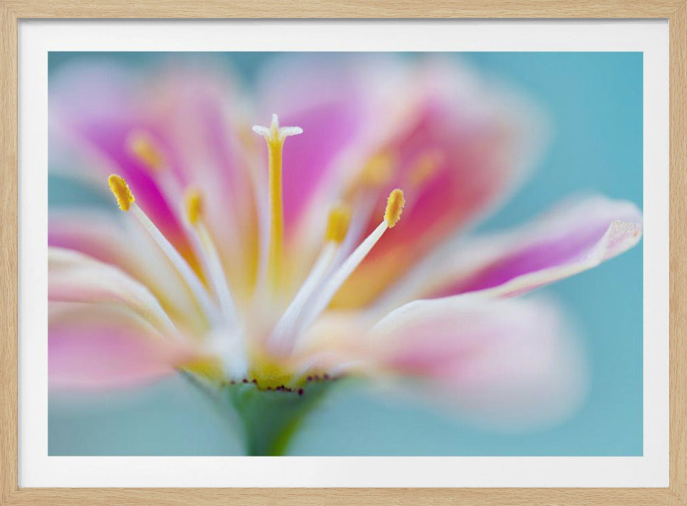 Lewisia | Poster
