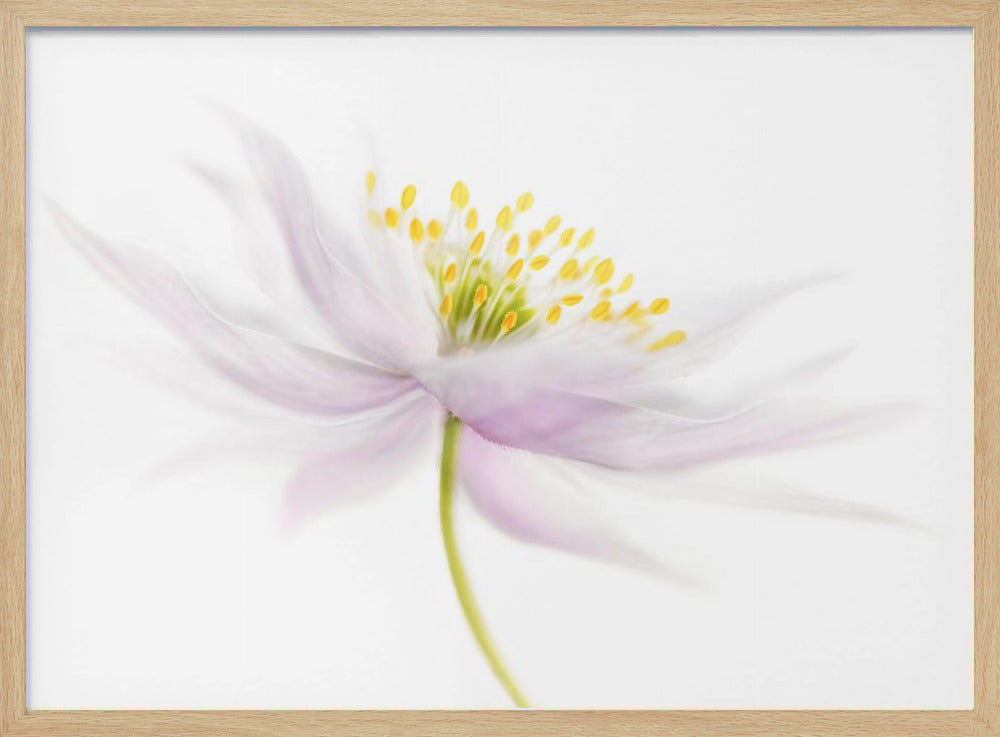 Nemorosa | Poster