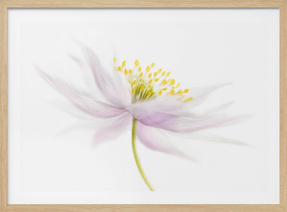 Nemorosa | Poster