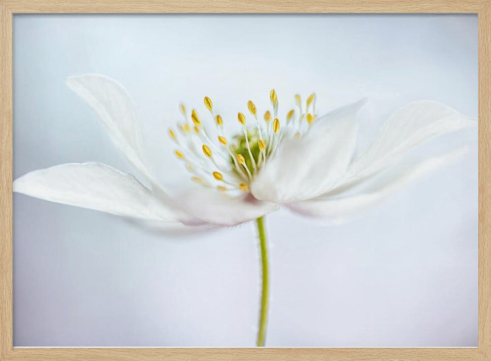 nemorosa | Poster