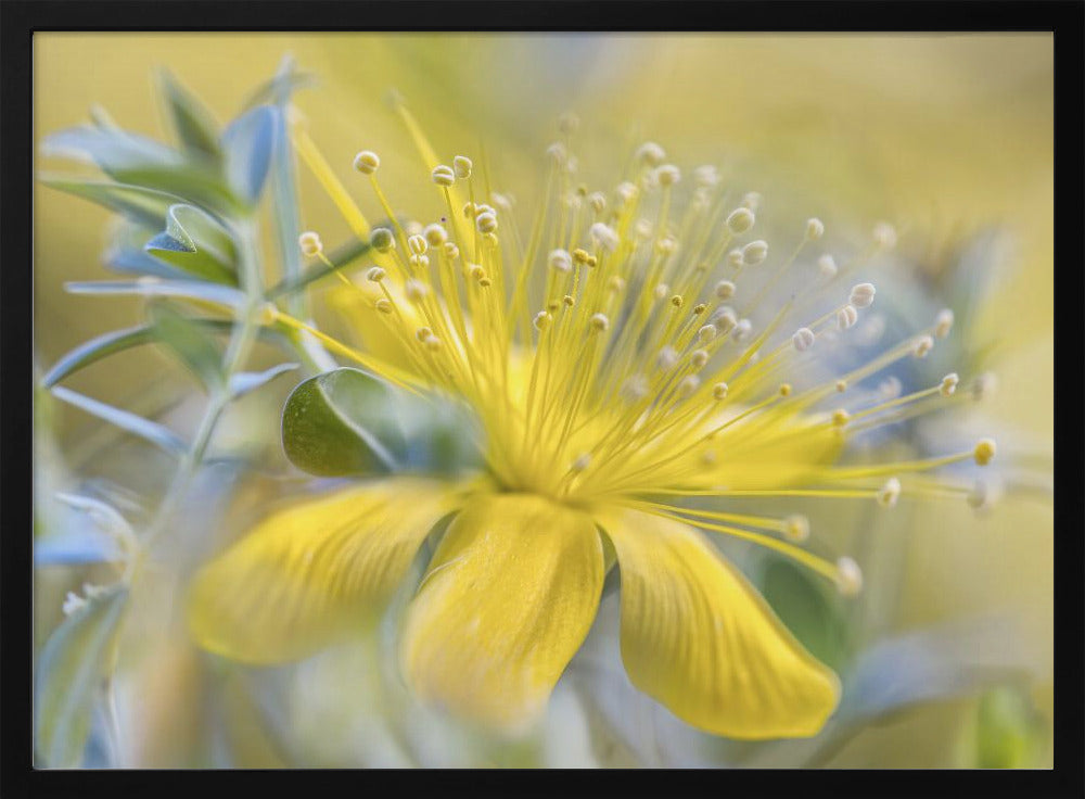 Hypericum | Poster