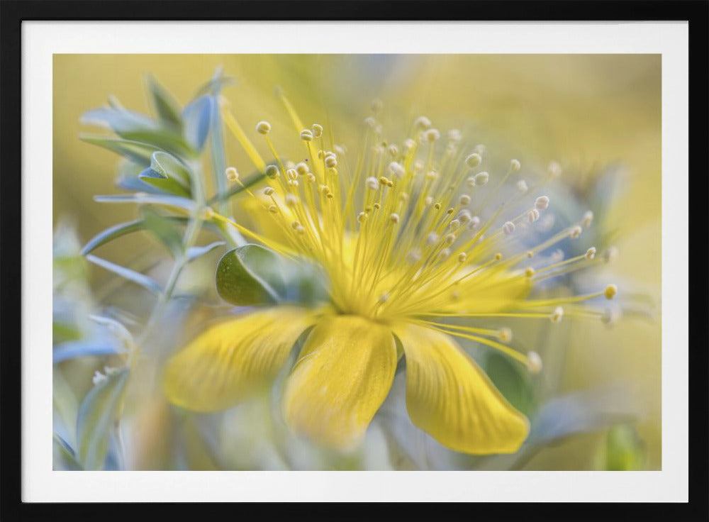 Hypericum | Poster