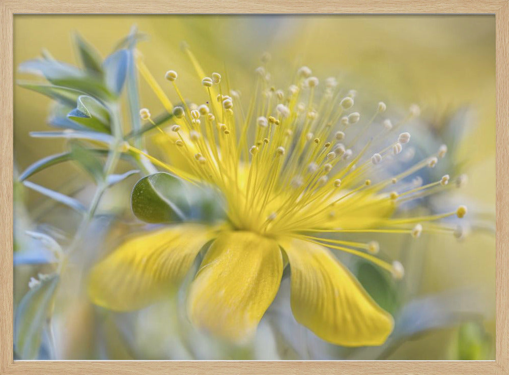 Hypericum | Poster