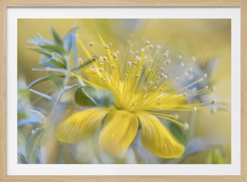 Hypericum | Poster