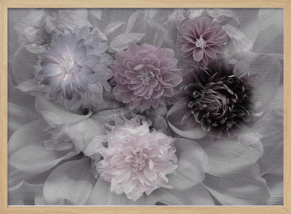 Dahlientraum | Poster