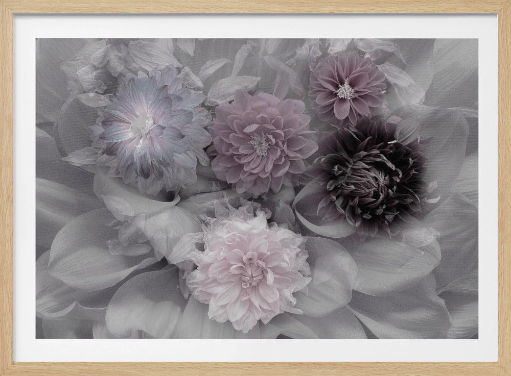 Dahlientraum | Poster