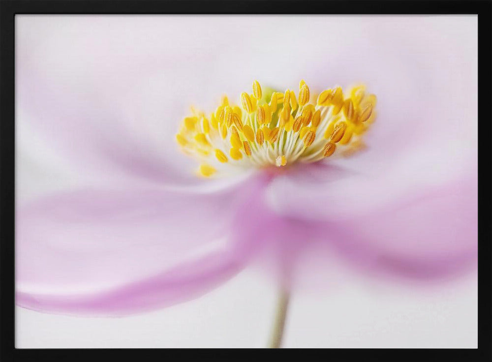 *Anemone* | Poster