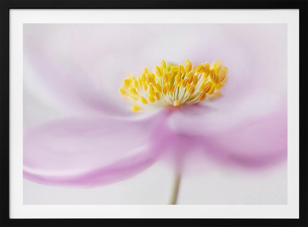 *Anemone* | Poster