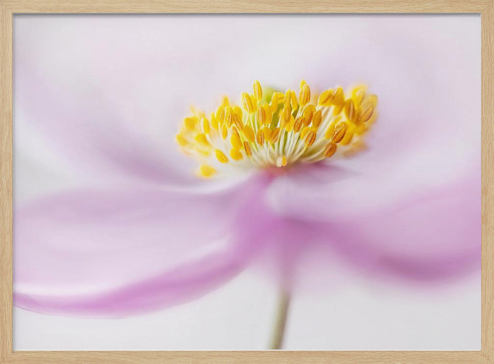 *Anemone* | Poster