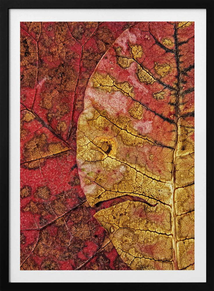 Sterbendes Blatt | Poster