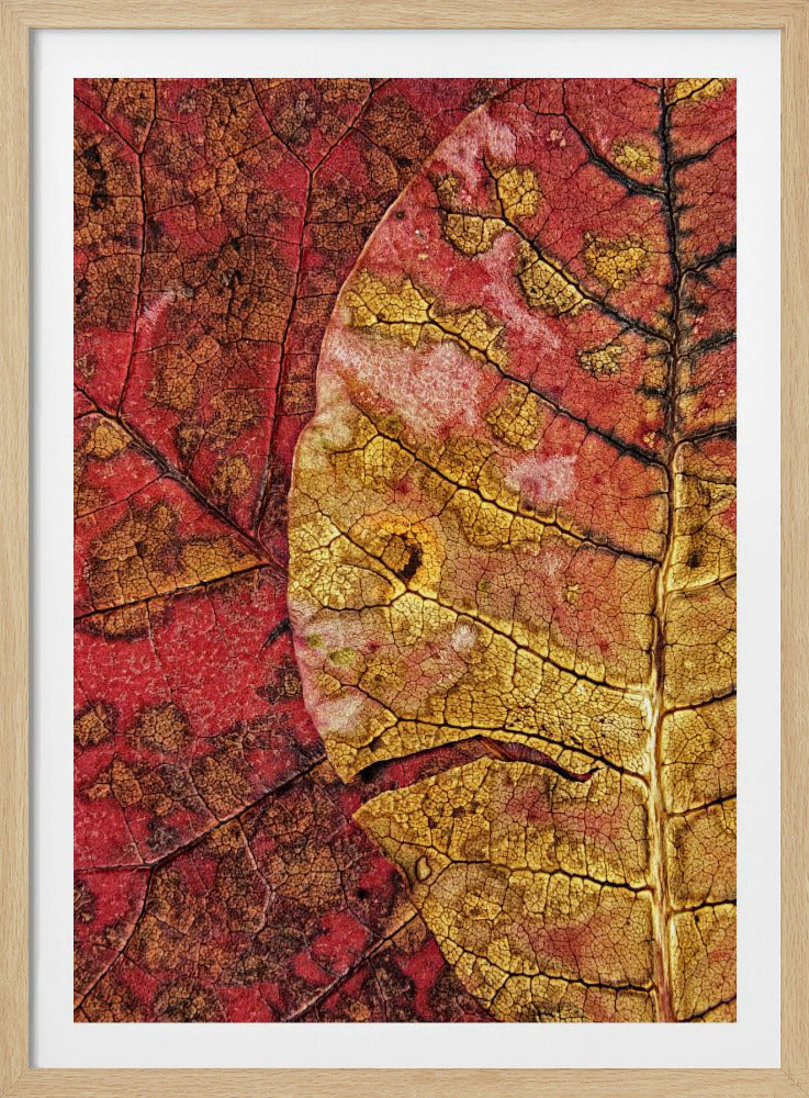 Sterbendes Blatt | Poster