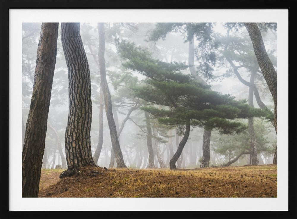 Im nebligen Kiefernwald | Poster