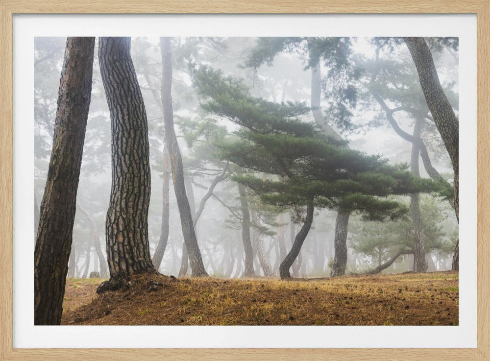 Im nebligen Kiefernwald | Poster