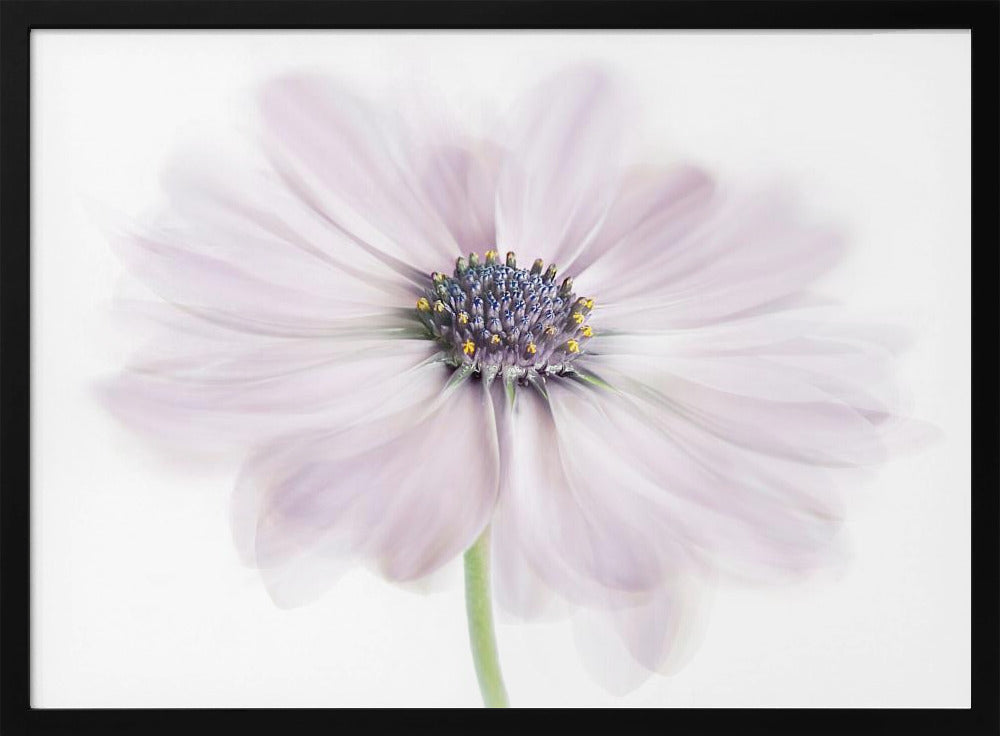 Cape Daisy | Poster