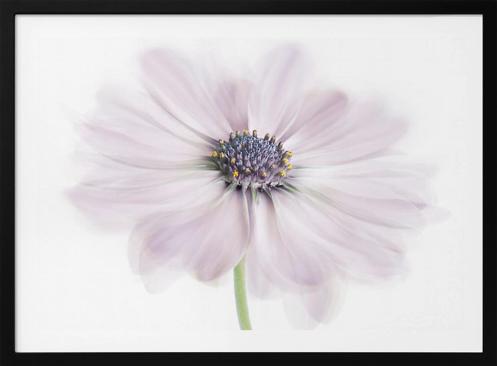 Cape Daisy | Poster