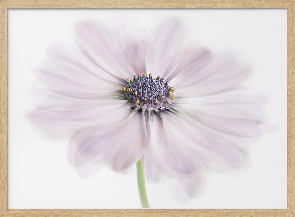 Cape Daisy | Poster