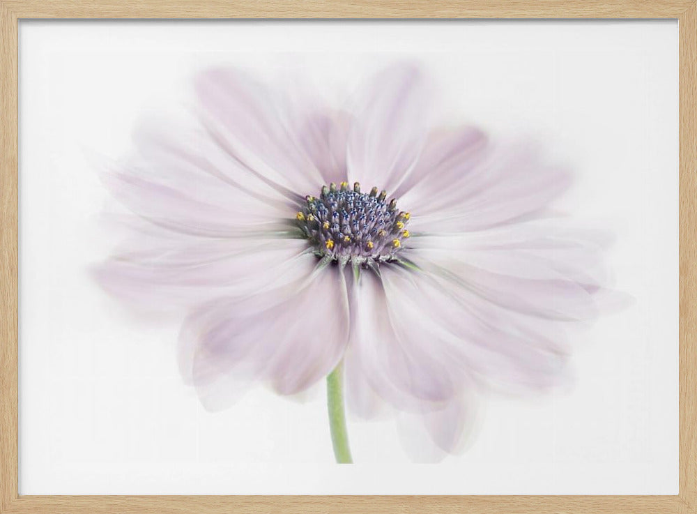 Cape Daisy | Poster