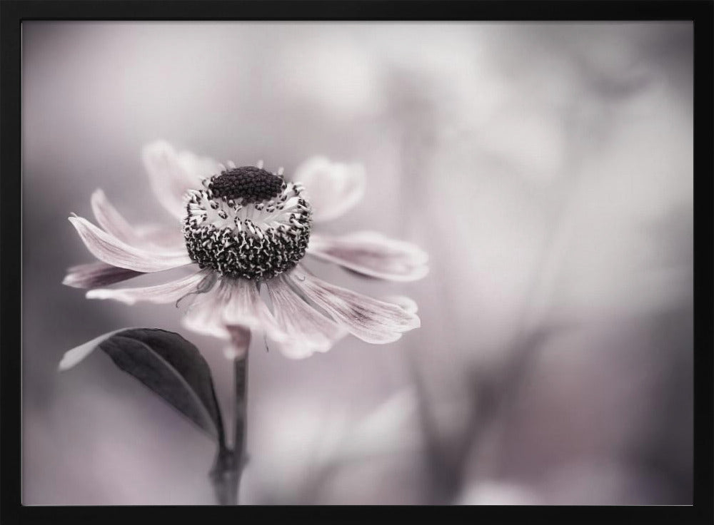 Helenium | Poster