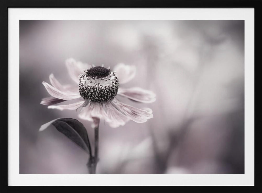 Helenium | Poster