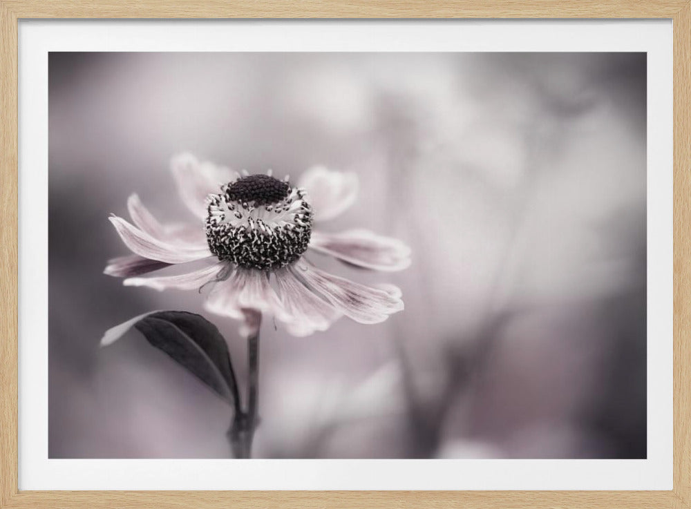 Helenium | Poster