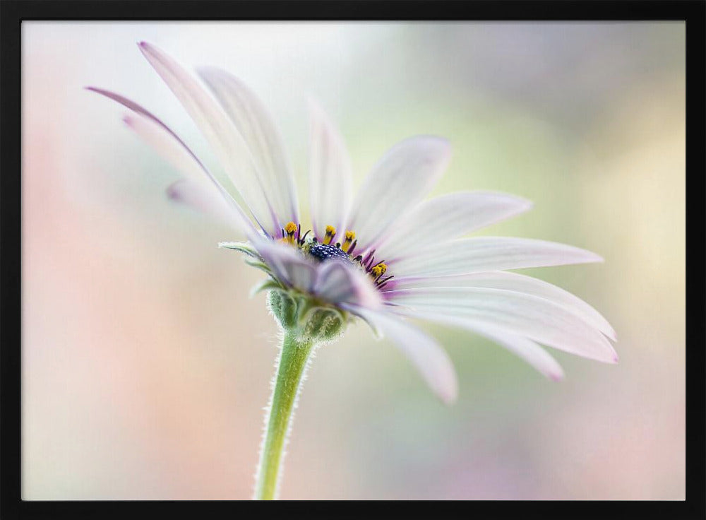 Cape Daisy | Poster