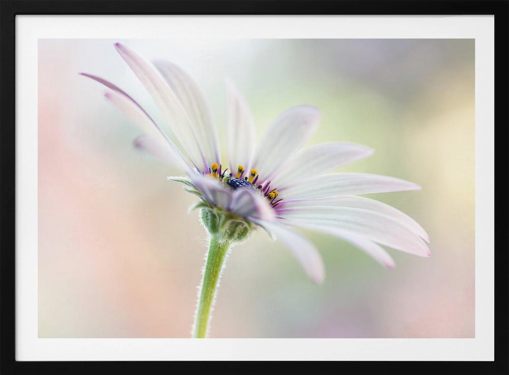 Cape Daisy | Poster