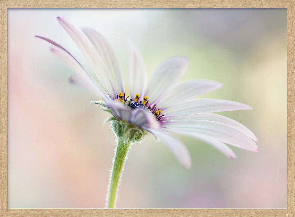 Cape Daisy | Poster
