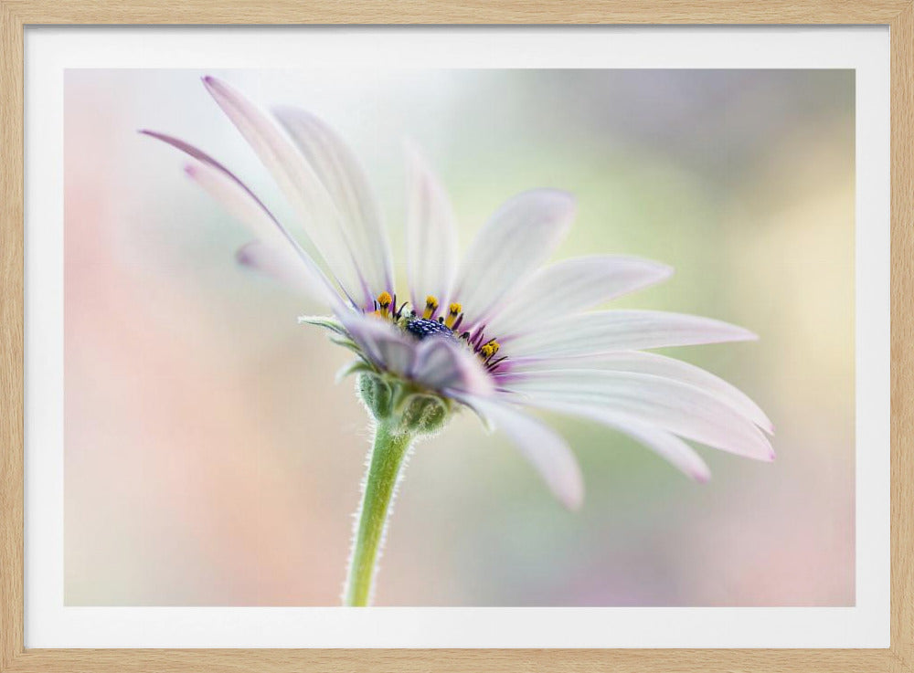 Cape Daisy | Poster