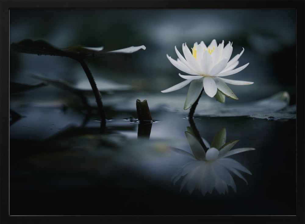 Reflexion | Poster