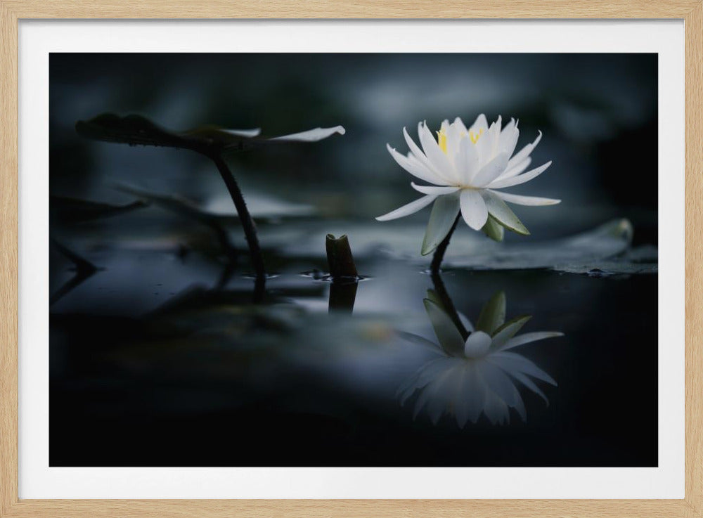 Reflexion | Poster