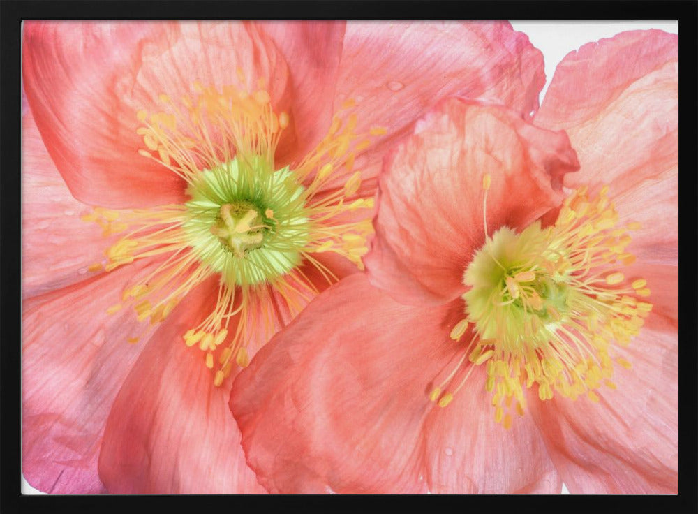 Papaver | Poster