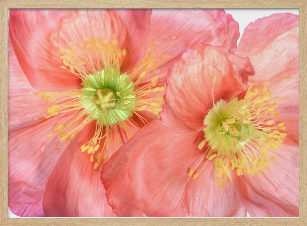 Papaver | Poster