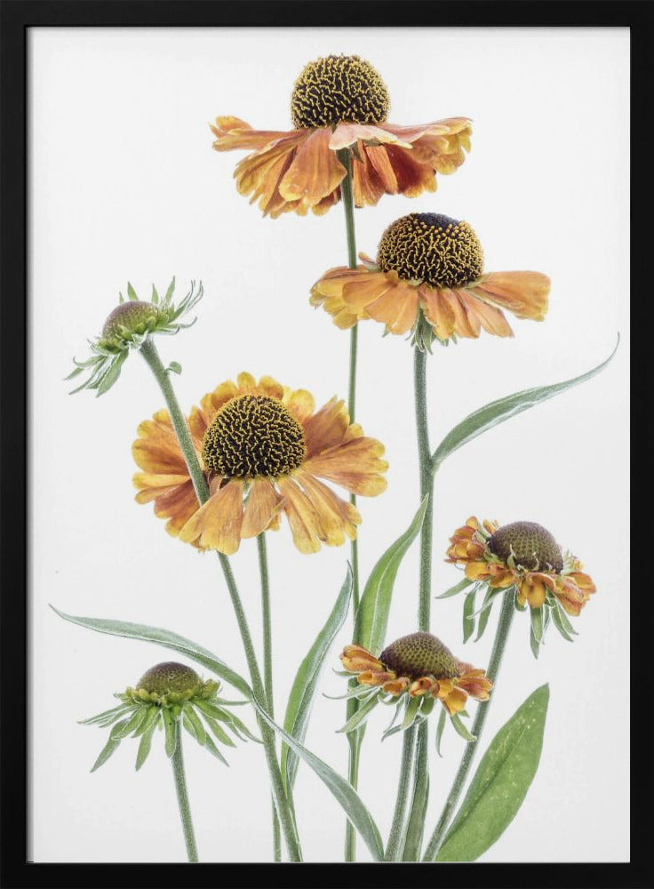 Helenium | Poster