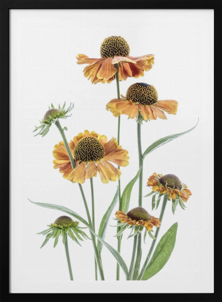 Helenium | Poster
