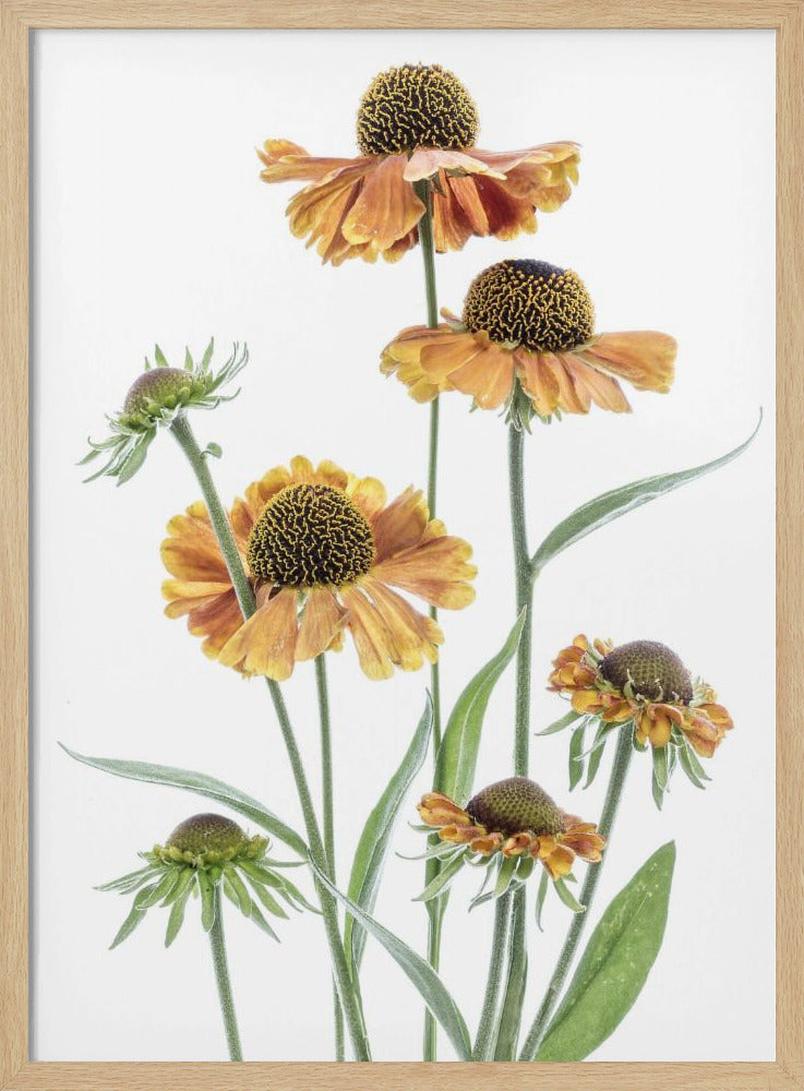 Helenium | Poster