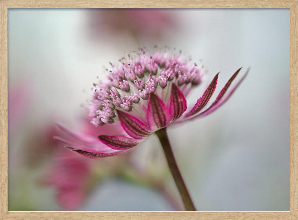 Astrantia | Poster
