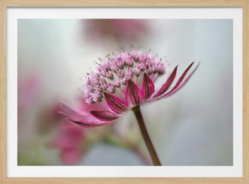 Astrantia | Poster