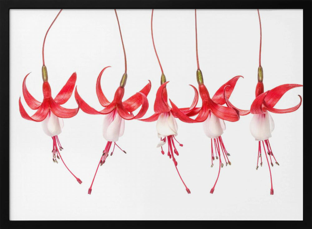 Fuchsia | Poster