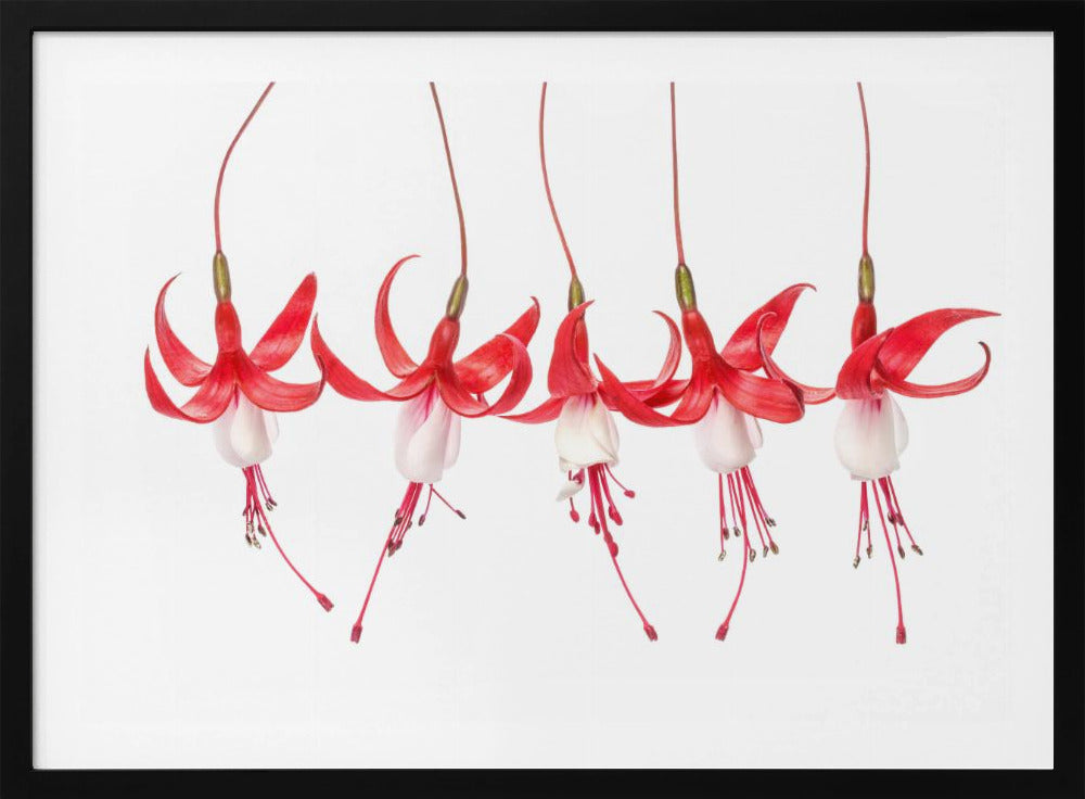 Fuchsia | Poster