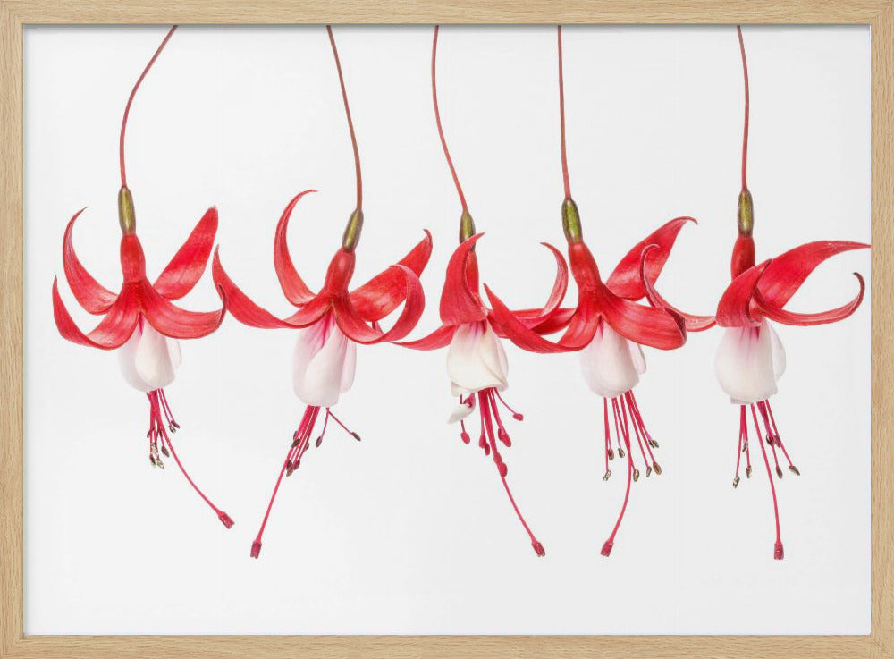 Fuchsia | Poster