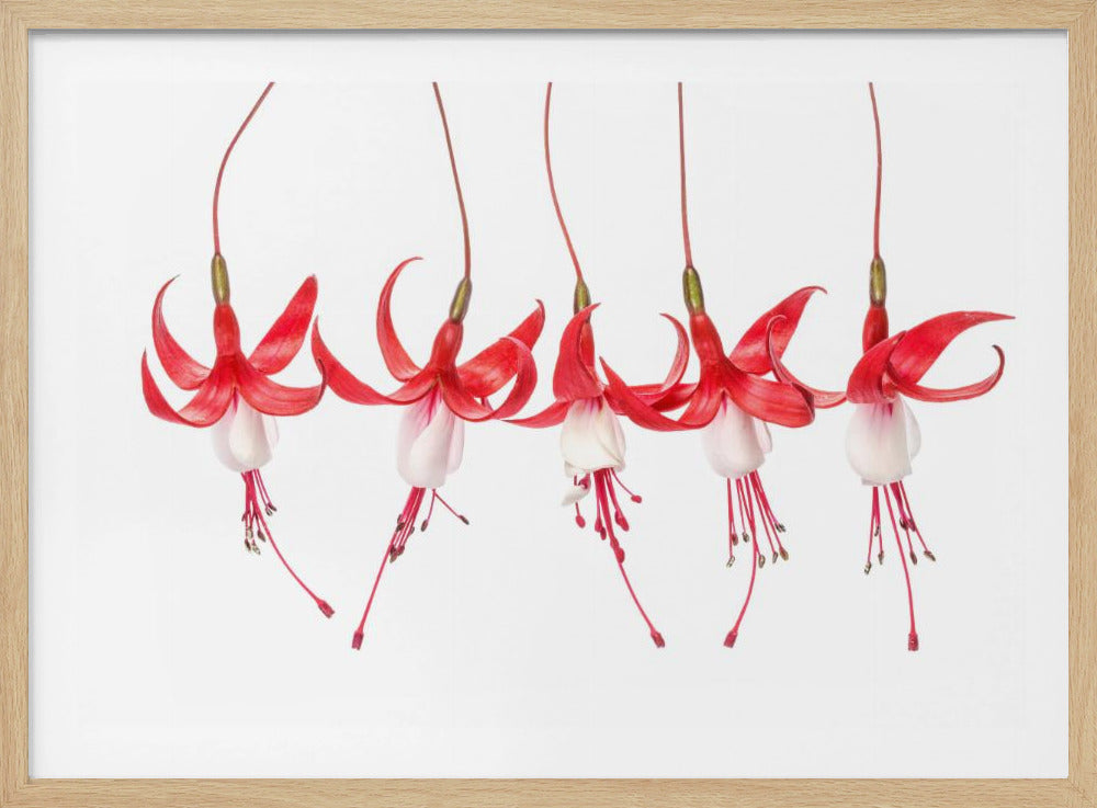 Fuchsia | Poster