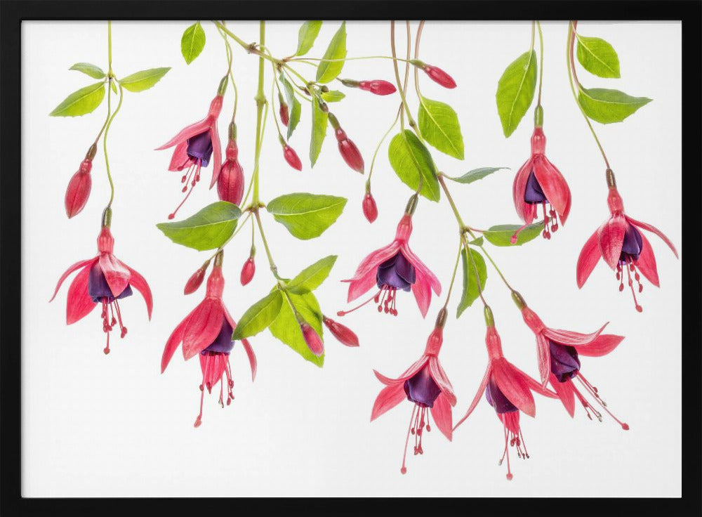 ~ Fuchsie ~ | Poster