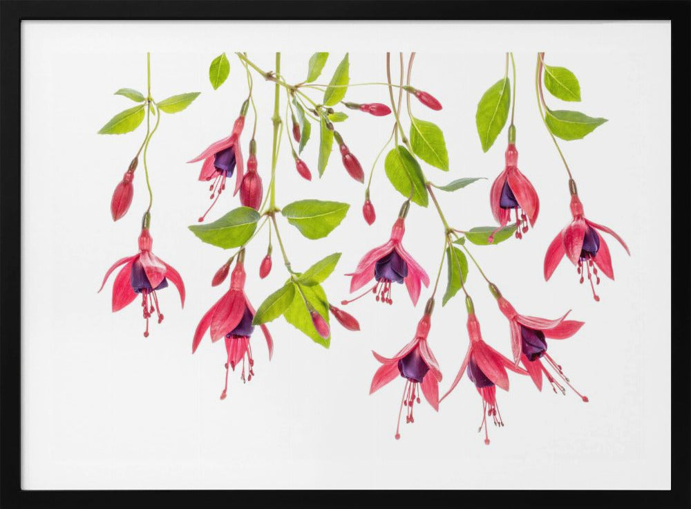 ~ Fuchsie ~ | Poster