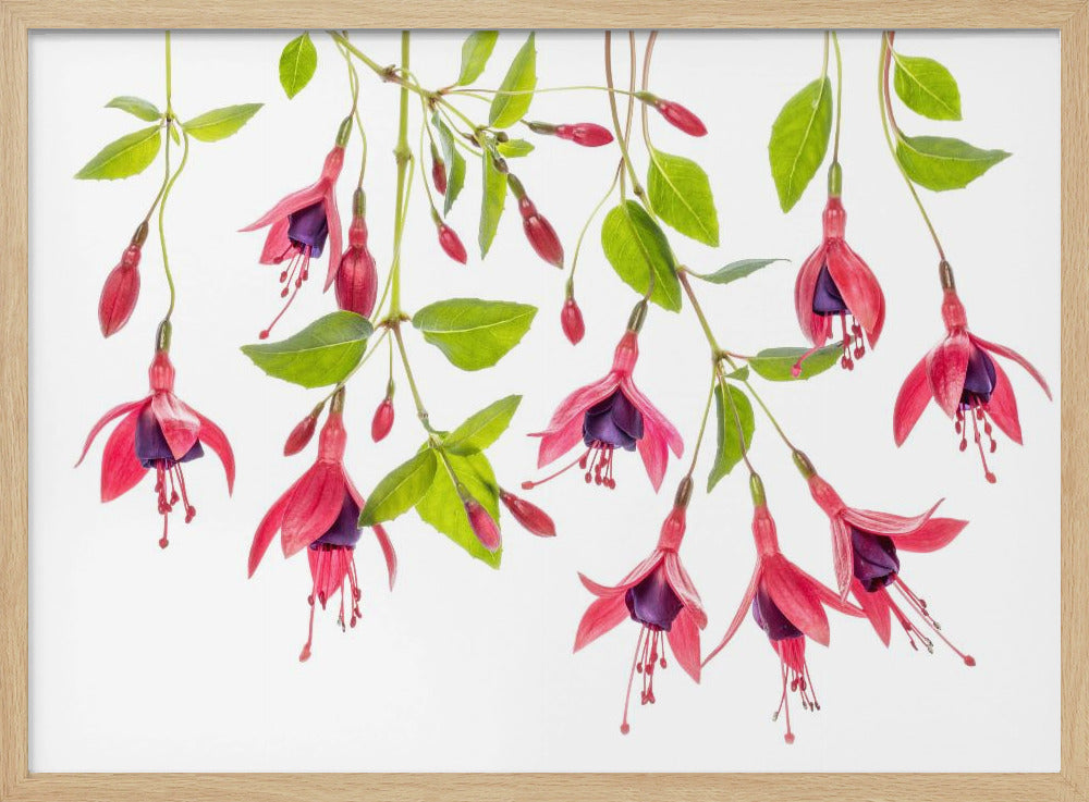 ~ Fuchsie ~ | Poster