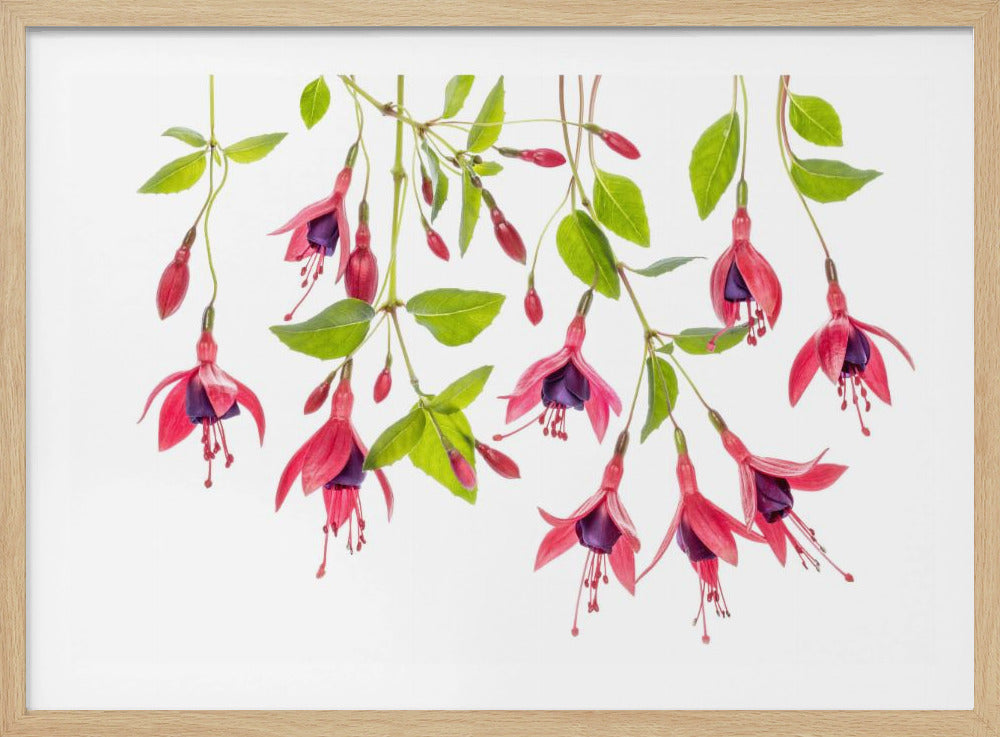 ~ Fuchsie ~ | Poster